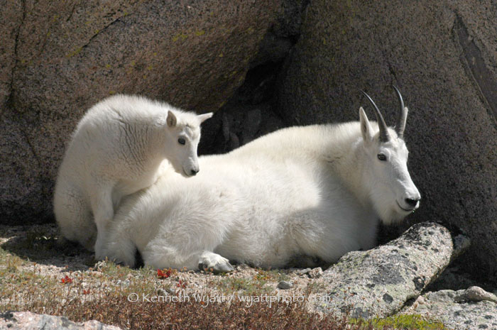 mountain goat, goat, mountain, Denver, Colorado photo